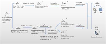 β-Hydroxybutyrate Attenuates Painful Diabetic Neuropathy via Restoration of the Aquaporin-4 Polarity in the Spinal Glymphatic System